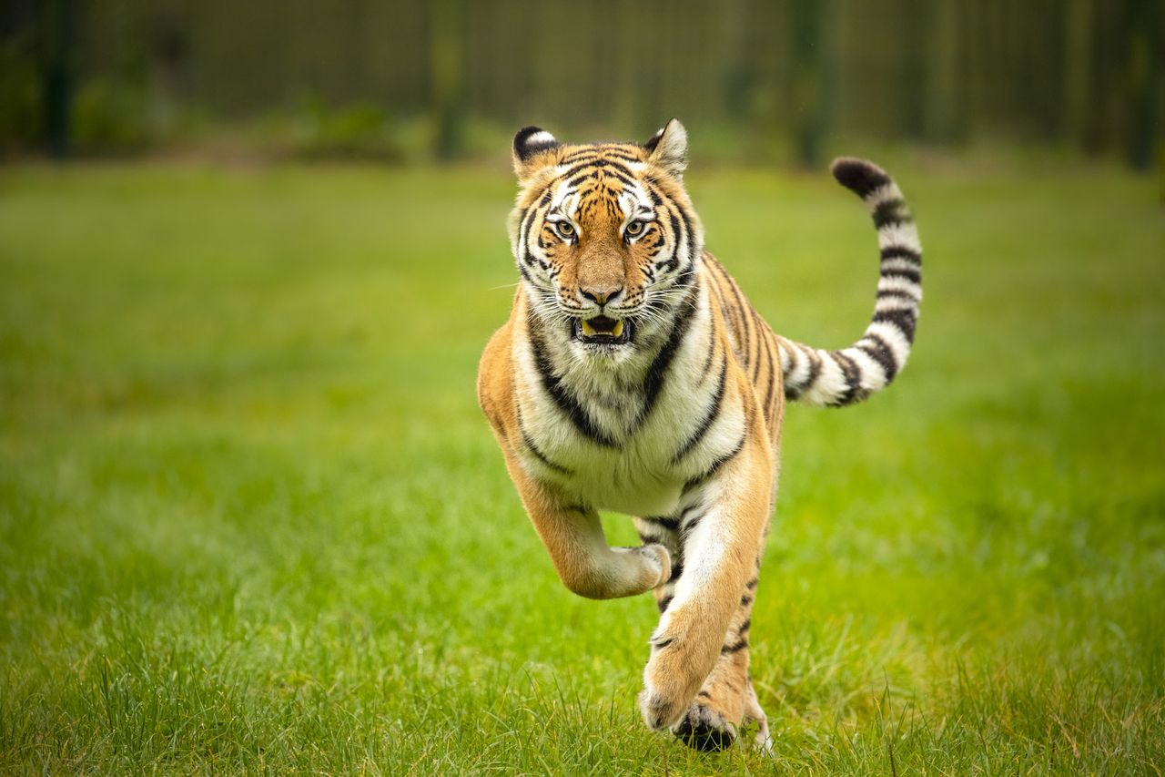 Wildlife