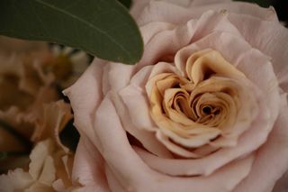 Image of a close-up of a rose, taken on the Sigma 18-50mm f/2.8 DC DN | C Canon RF