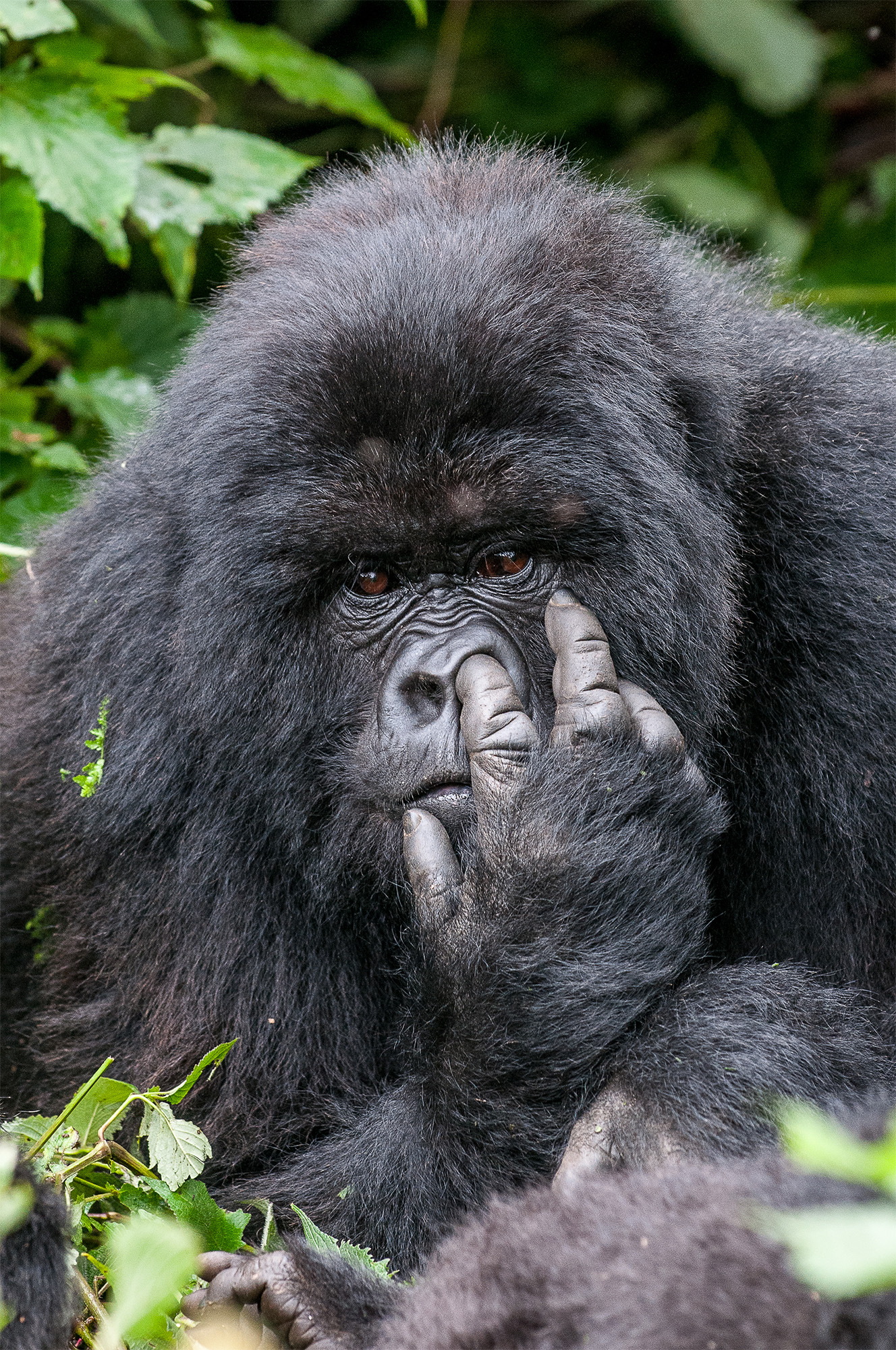 Gorilla picking his nose