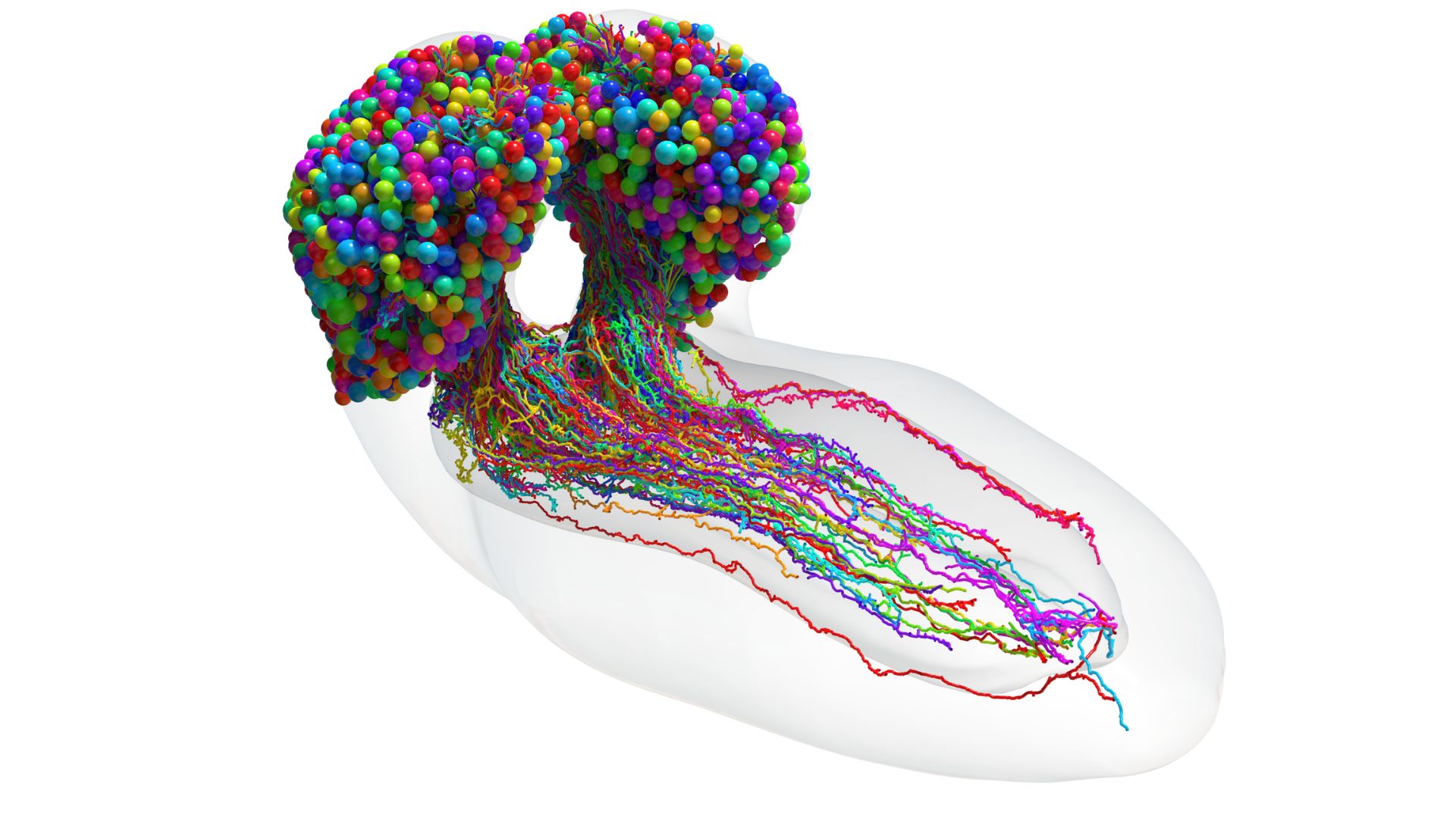 detailed digital reconstruction of all the neurons in a fly brain, depicted in a wide array of colors. Each hemisphere of the brain somewhat resembles a colorful bunch of balloons with a bundle of nerves trailing out of the bottom