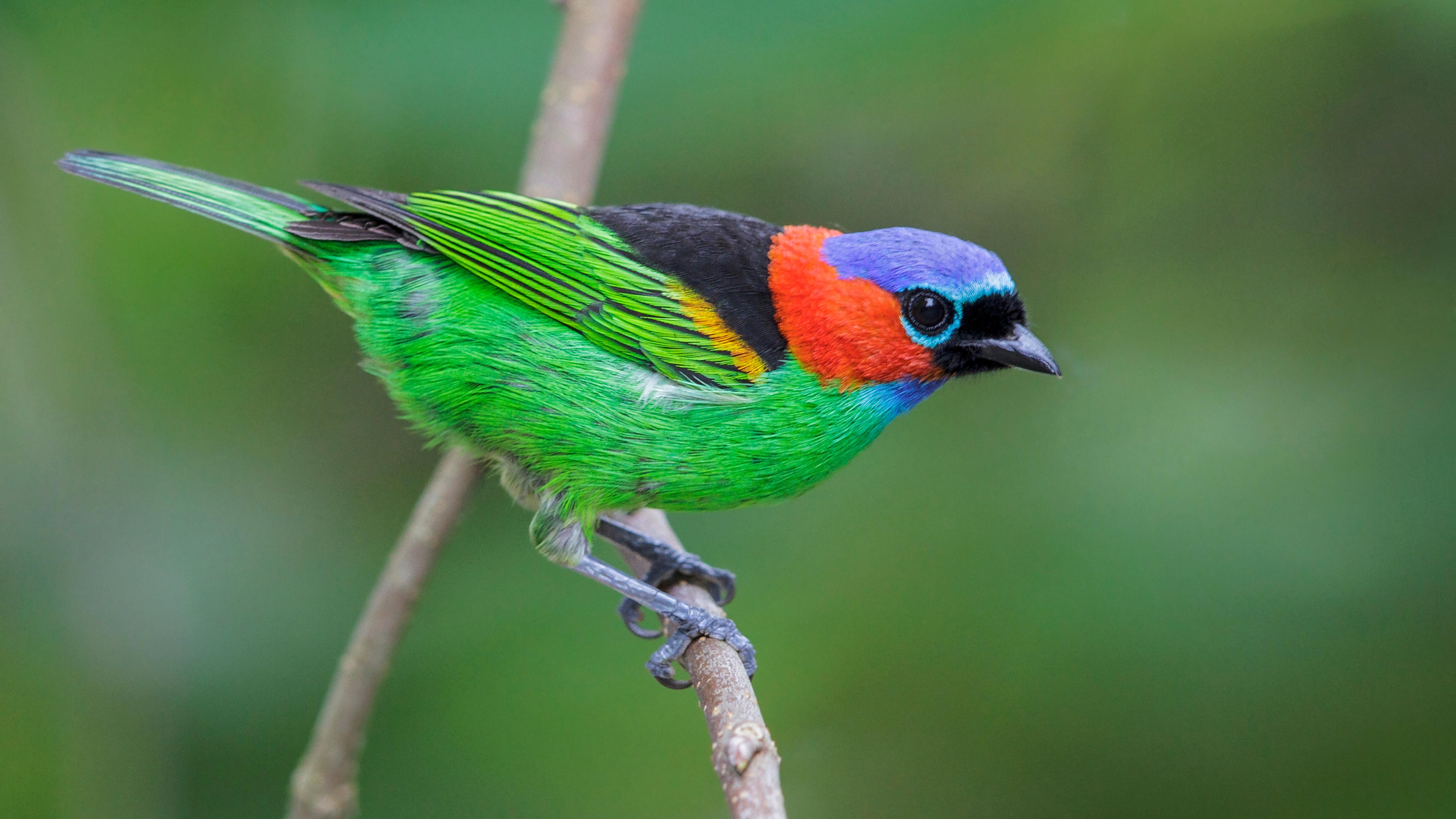 A rednecked tanager perching on a branch.