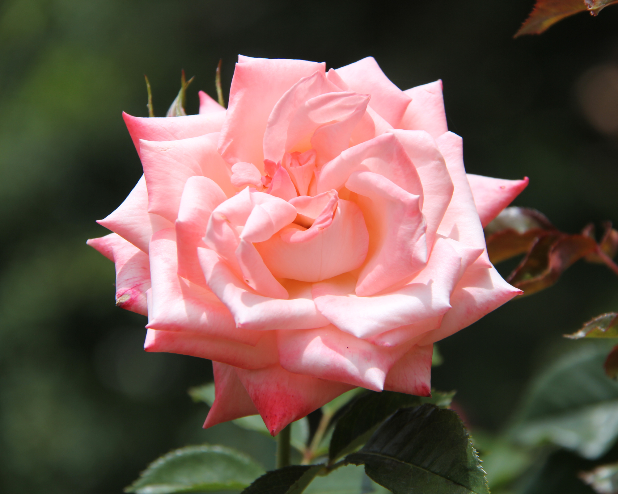 Heavenly Scented pink rose