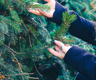 Woman checking branches of a Christmas tree