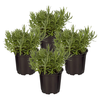 A set of four lavender plants in pots