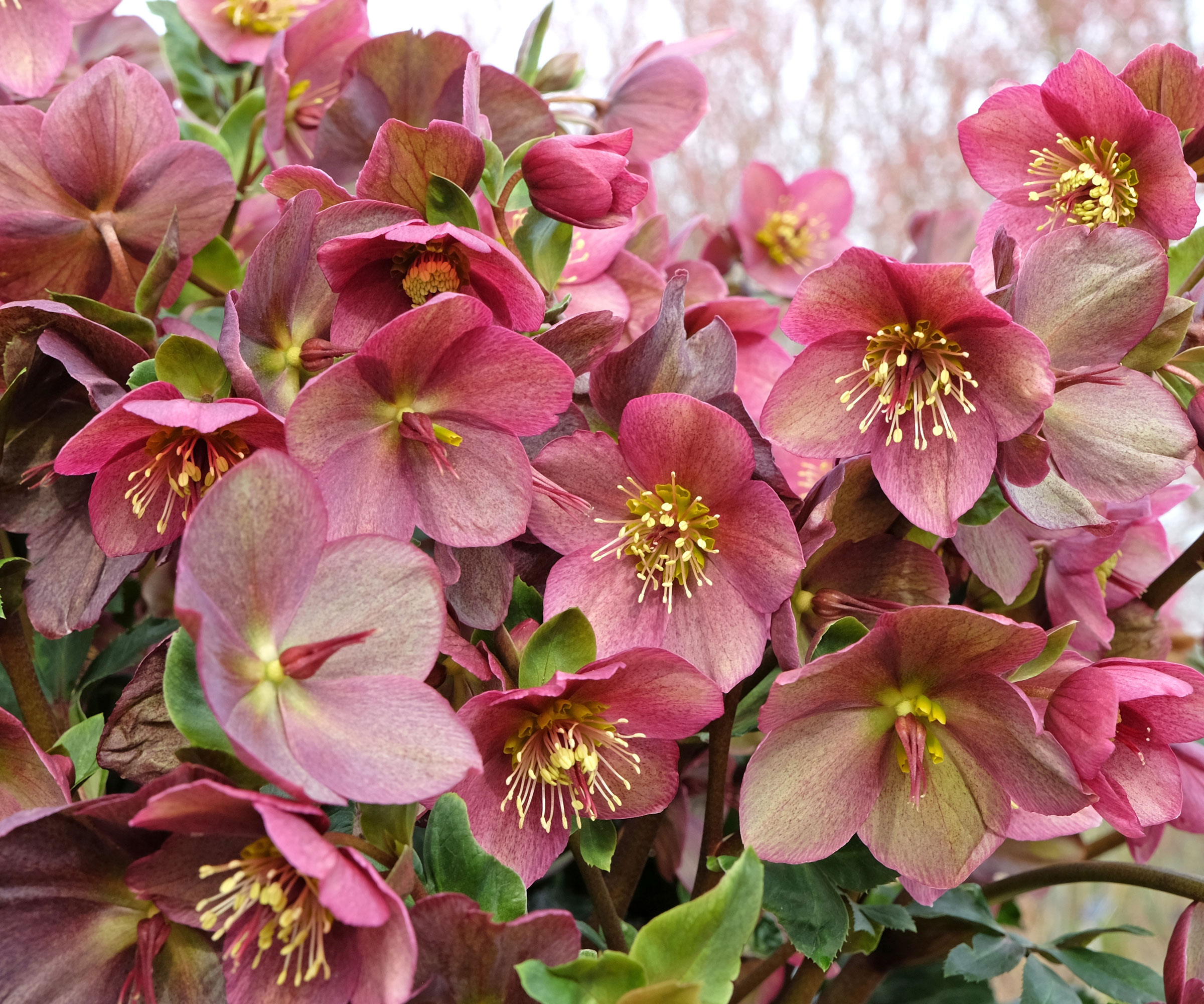 hellebore flowers with soft pink petals