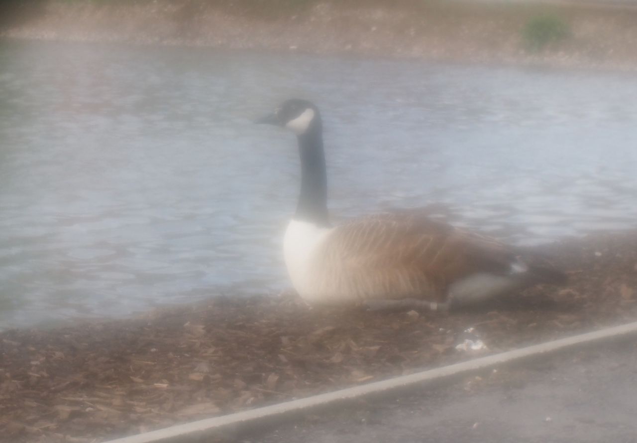Soft focus does nothing for wildlife shots, unsurprisingly
