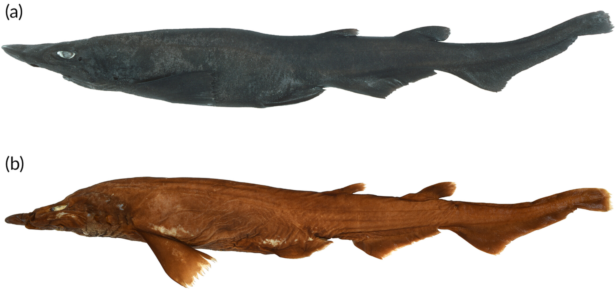 Side view of the new species of catshark that was identified by its unusual egg case.
