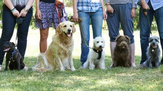 A group of dogs, various breeds, lining up for training class