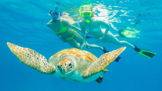 Snorkelling with turtles in the Caribbean sea