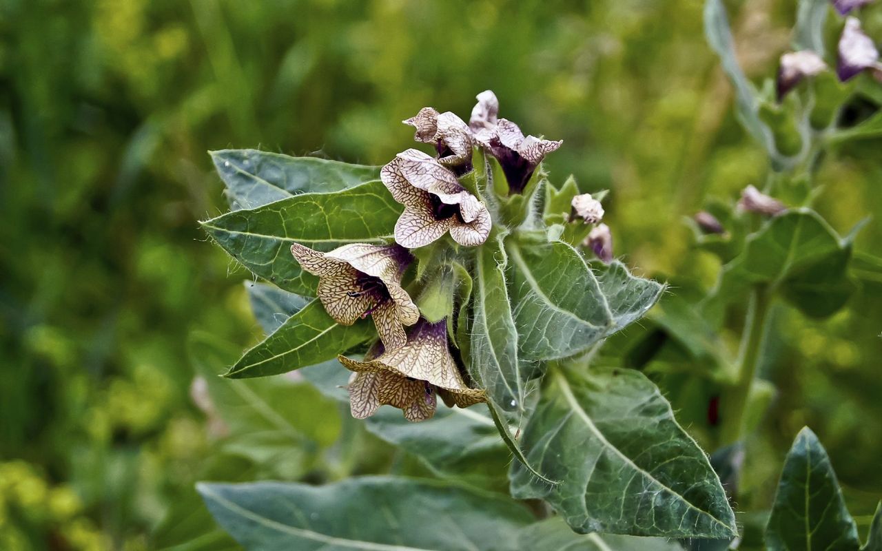 Black Henbane Weeds