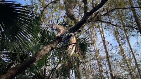 A male Florida panther perches on a tree branch.