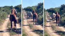 horse-and-rhino.jpg