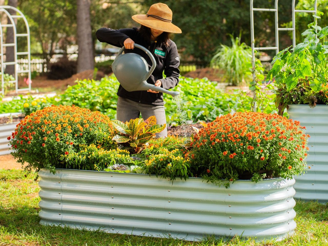 A standing woman in a hat uses a watering can to water marigolds in a Sky Blue Vego raised garden bed