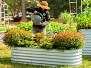 A standing woman in a hat uses a watering can to water marigolds in a Sky Blue Vego raised garden bed