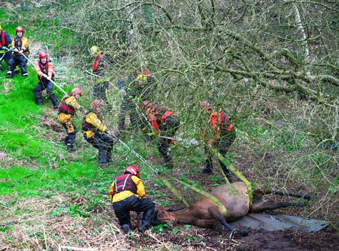 swamp rescue4