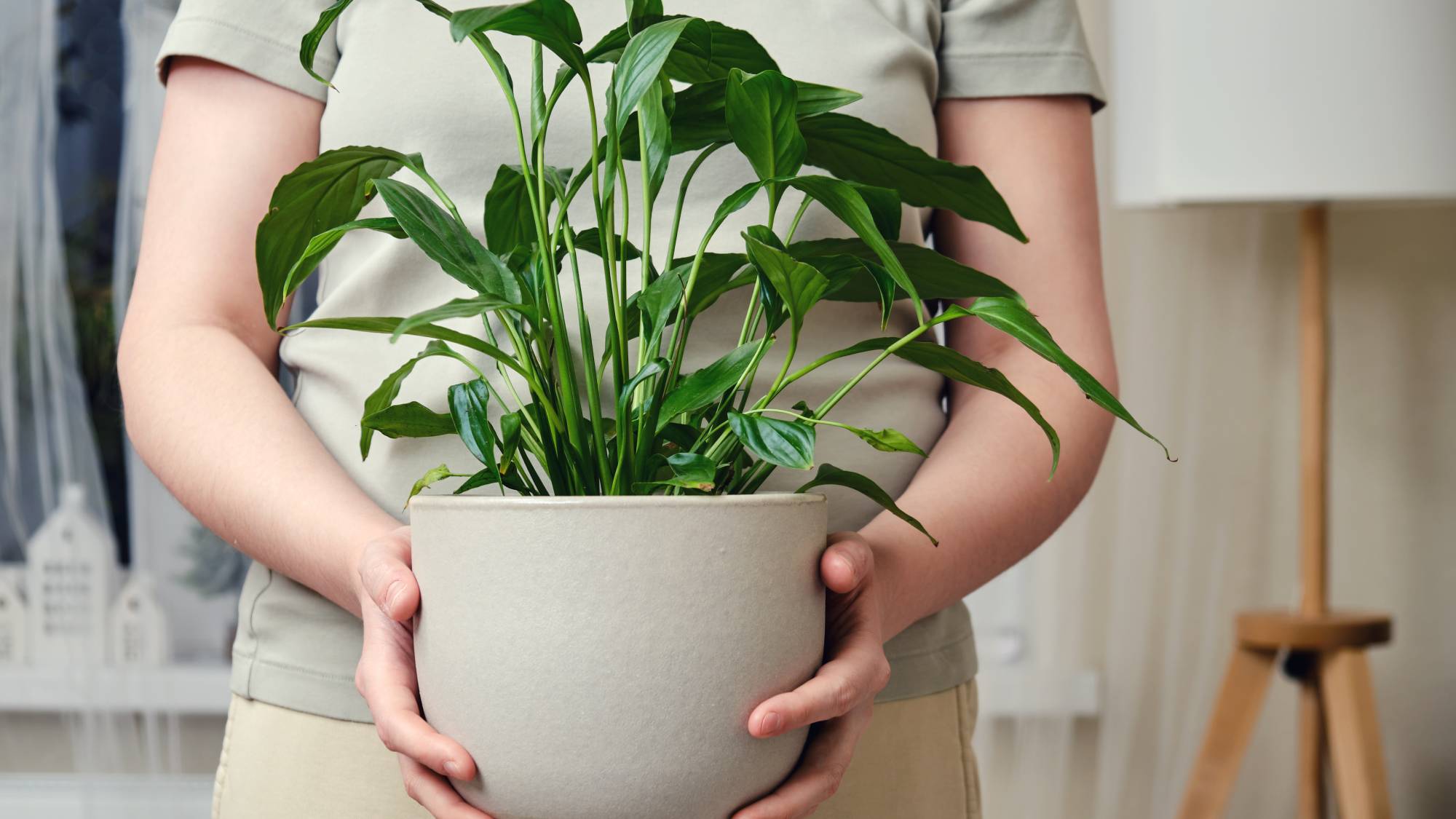 Peace lily held by gardener indoors
