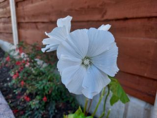 Samsung Galaxy S10 Lite camera sample