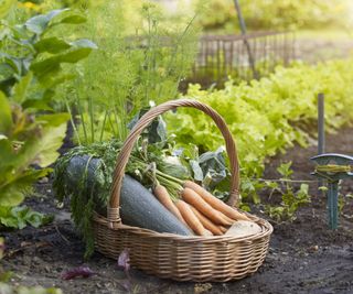 A basket of homegrown vegetables, including zucchini and carrots