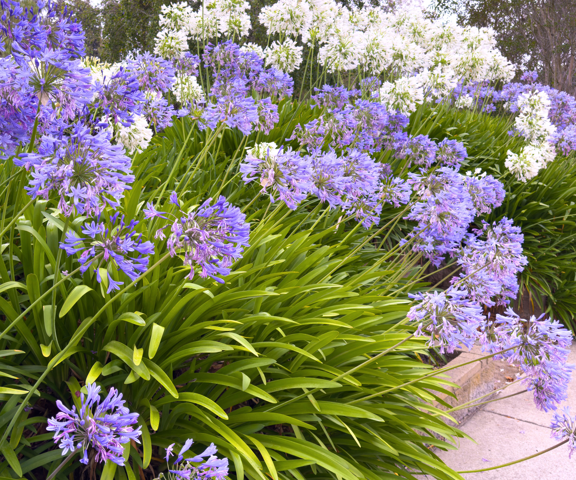 agapanthus plant with blue and white flower heads in garden border
