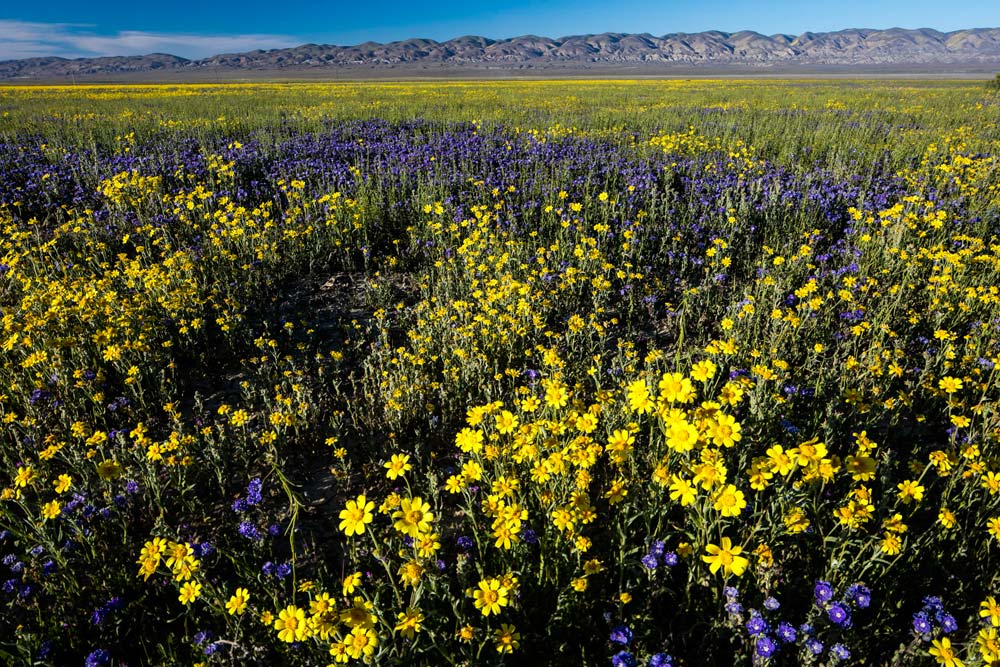 The Vibrant Wildflowers of Carrizo National Monument Live Science