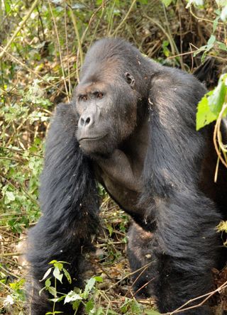silverback grauer's gorilla