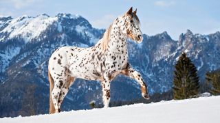 Appaloosa horse in the mountains