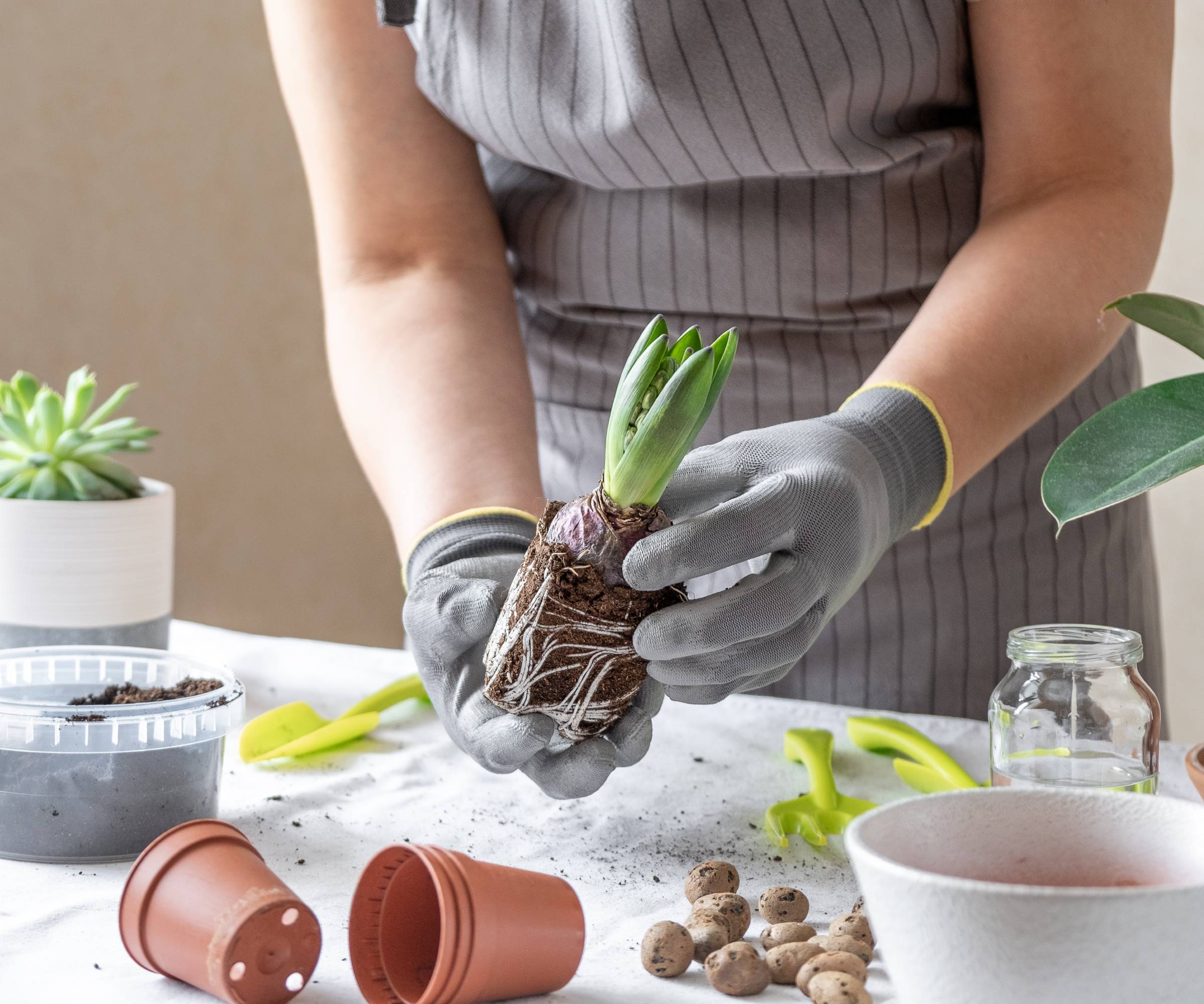 A woman&#039;s hands holding a hyacinth with attached root ball