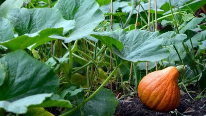 Pumpkin growing in garden