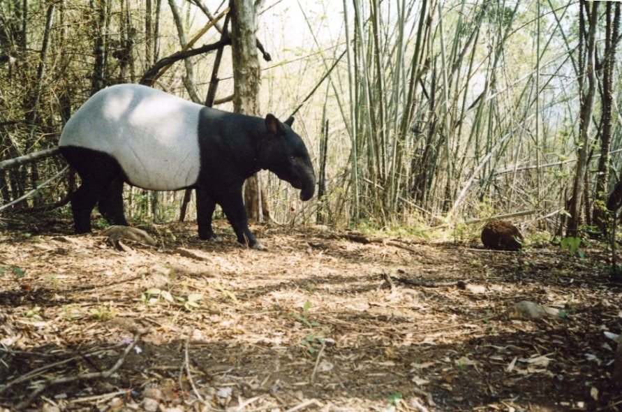 Malayan Tapir