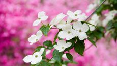 Flowering dogwood tree with white flowers and pink flowers in the background