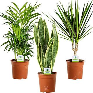 Gardenersdream 3x Indoor Plant Mix - Sansevieria Laurentii, Chamaedorea Elegans, and Dracaena Marginata Indoor House Plants - Live Indoor Potted Plants - Gifts for Plant Lovers (30-40cm Incl. 9cm Pot)