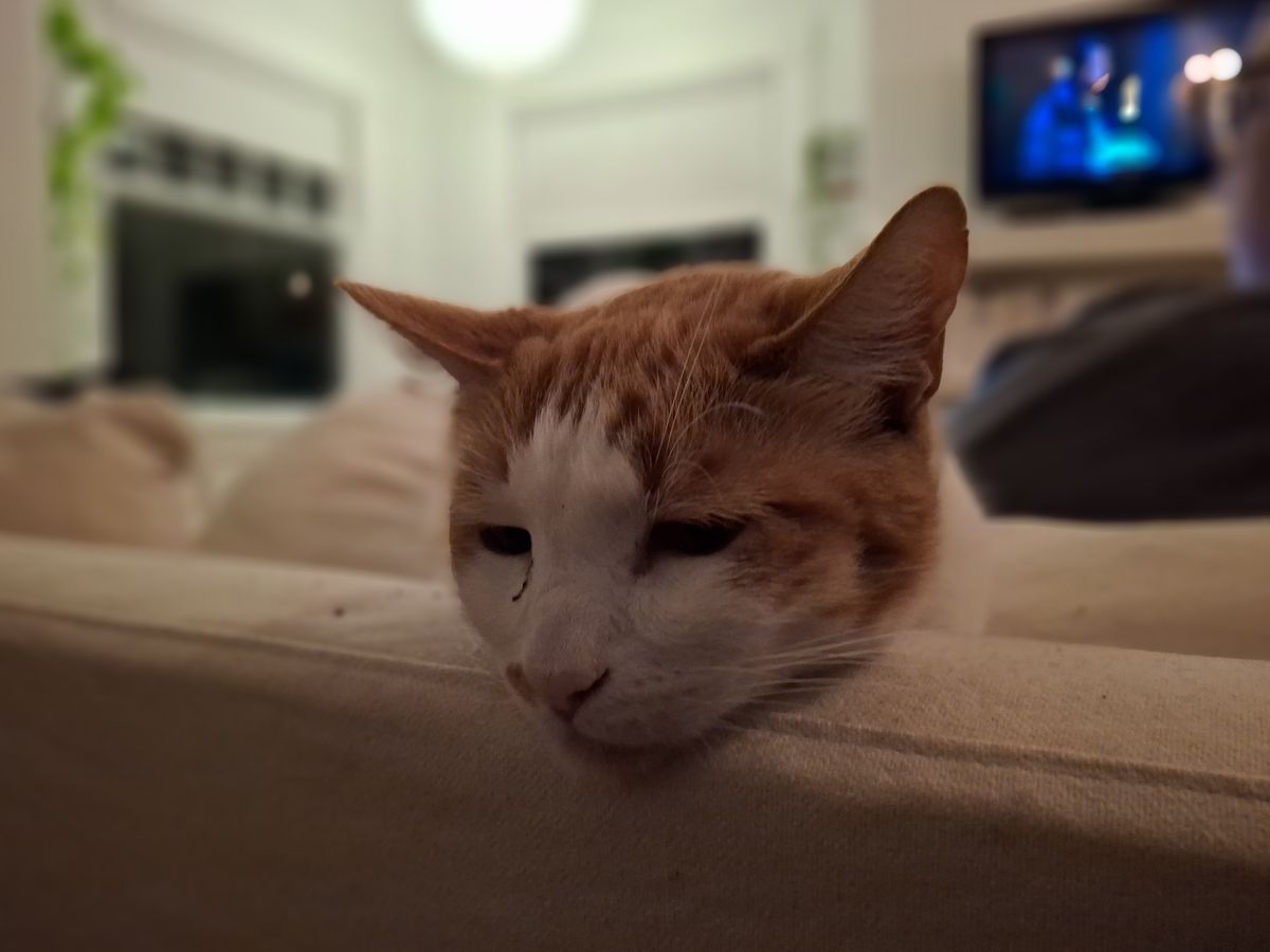 night time portrait of a cat shot by Galaxy A35