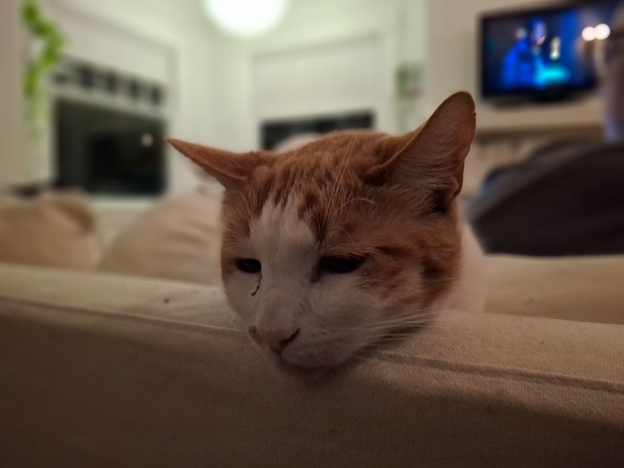 night time portrait of a cat shot by Galaxy A35