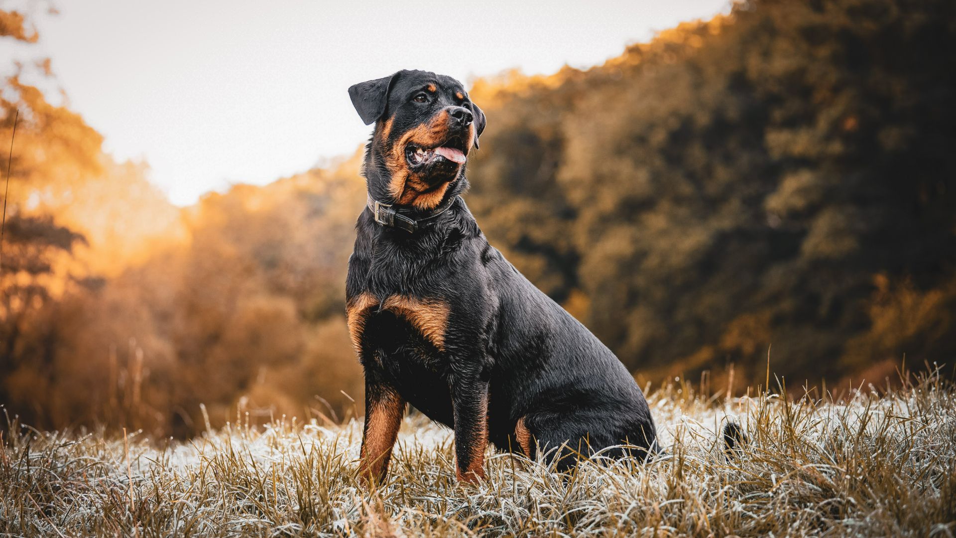 Rottweiler sitting in the grass