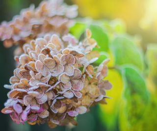 Hydrangea frost