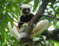 The Coquerel’s Sifaka lemur.
