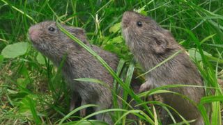 Two prairie voles together amongst grass