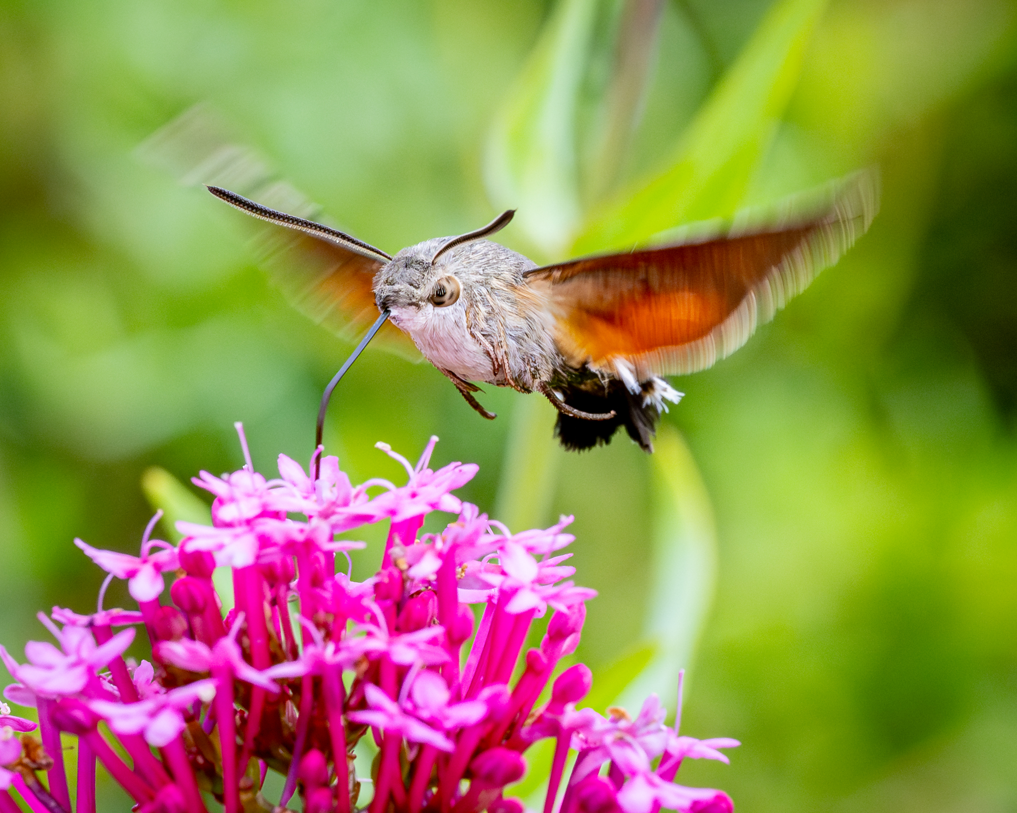 GuruShots - Nature March 2026