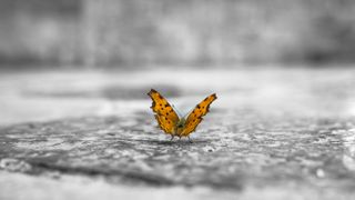 A butterfly on a road, indicating the butterfly effect.