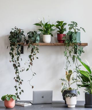 A gray small office space with a wooden shelf with five plants on top of it, and dark gray desk with a Mac laptop and three different sized plants on it