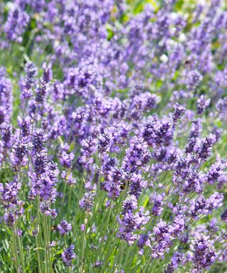 purple flowers of lavender 'Hidcote'