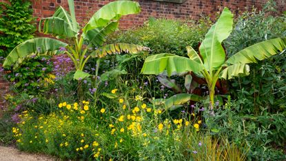 Banana plants growing in a uk garden