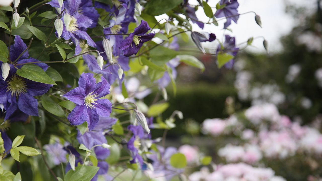 Purple flowers with yellow centres on a blooming clematis plant in an ornamental garden