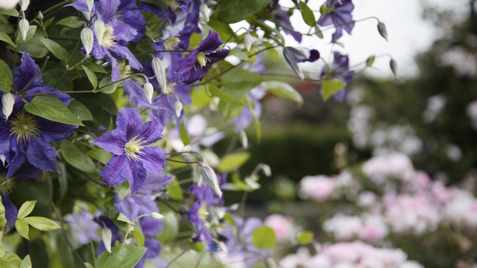 May's Green Rush: Unlocking the Full Potential of Your Clematis for Spectacular Summer Blooms