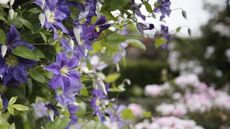 Purple flowers with yellow centres on a blooming clematis plant in an ornamental garden