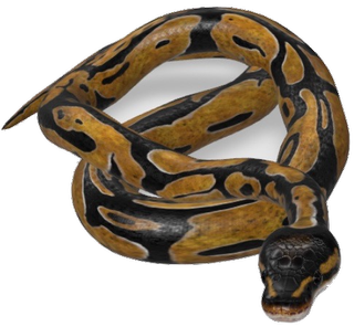Snake Google Search 3D model