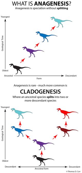 tyrannosaur anagenesis