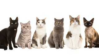 Six different cat breeds sitting next to each other on a white background