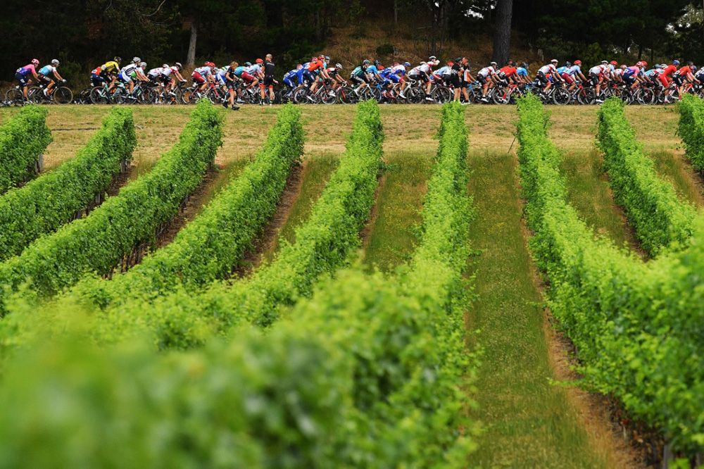 The peloton rides through the vineyards