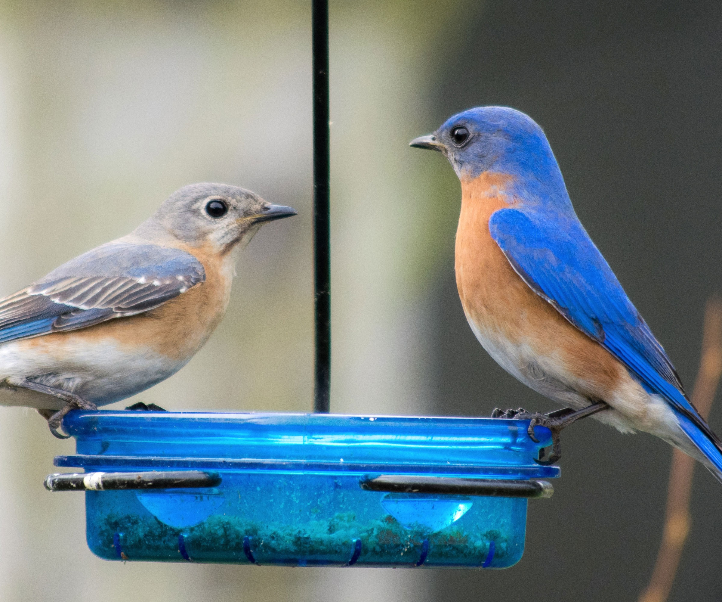 bluebirds sitting on blue feeding dish in garden